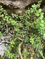 Image of Epacris crassifolia R. Br.