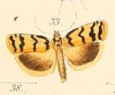 Image of Cryptophasa insana