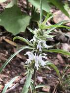 Image de Monarda citriodora var. austromontana (Epling) B. L. Turner