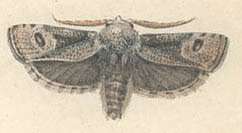 Image of Cryptophasa irrorata Lewin 1805