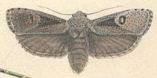 Image of Cryptophasa irrorata Lewin 1805