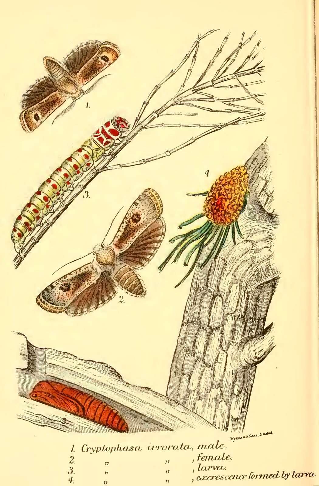 Image of Cryptophasa irrorata Lewin 1805