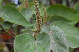 Image of Croton urucurana Baill.