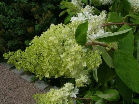 Image of panicled hydrangea