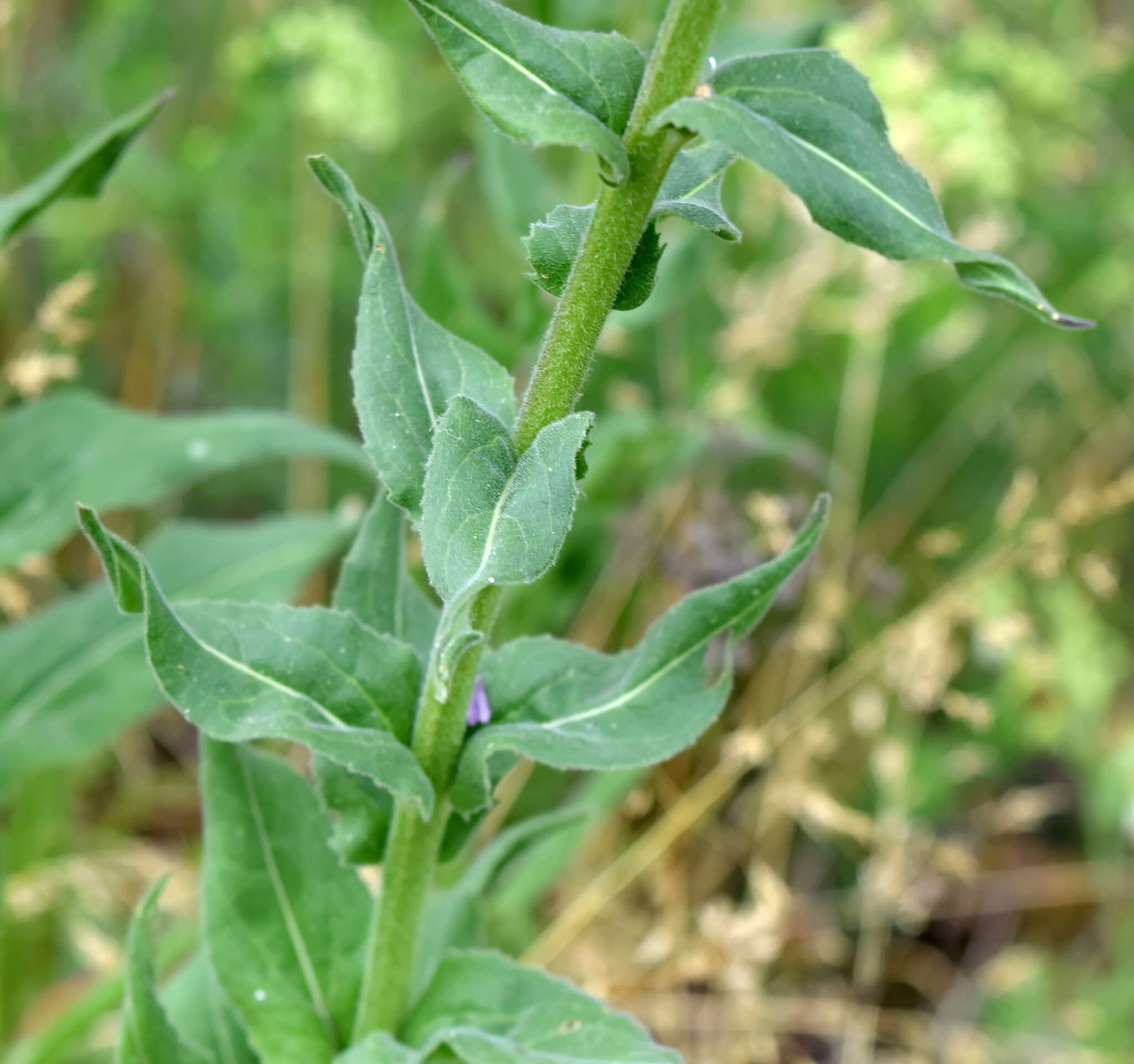 Imagem de Hesperis pycnotricha Borbás