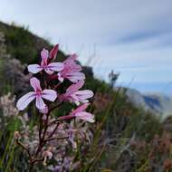 Image de Disa gladioliflora Burch. ex Lindl.