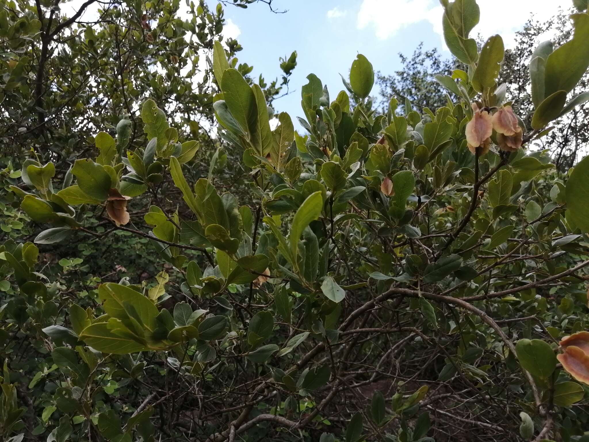 Imagem de Combretum vendae A. E. van Wyk