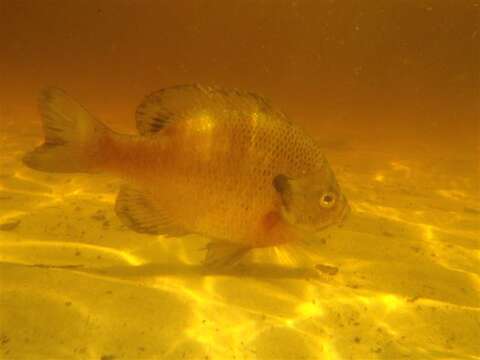 Image of Bluegill Sunfish