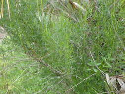 Image of saltwater false willow