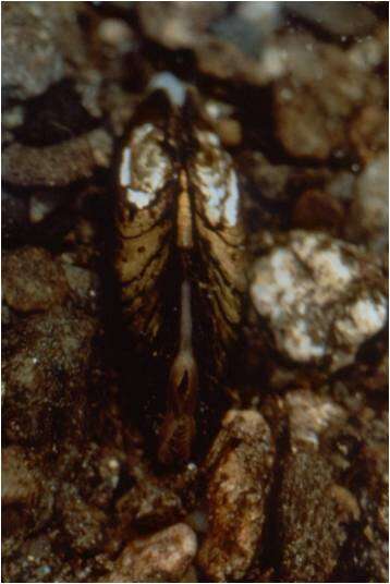 Image of Dwarf Wedge Mussel