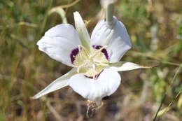 Image of Nez Perce mariposa lily