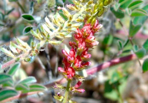 Image of roughhairy indigo