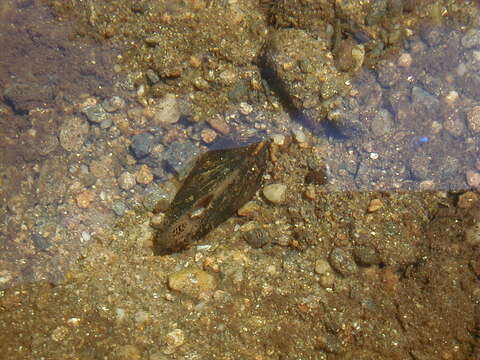 Alasmidonta heterodon (I. Lea 1829) resmi