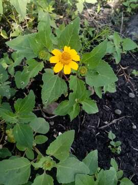 Imagem de Heliopsis annua Hemsl.