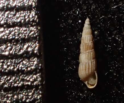 Image of Turbonilla tenuicula (Gould 1853)