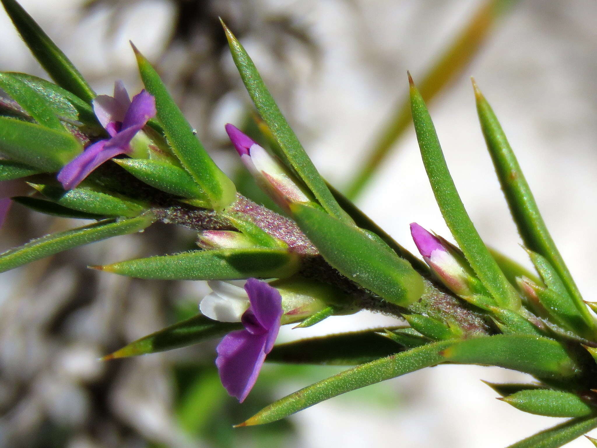 Image of Muraltia brachypetala Dod