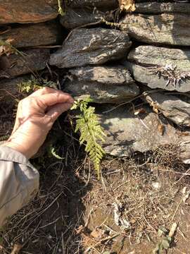 Imagem de Asplenium adiantum-nigrum L.