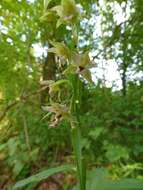 Imagem de Epipactis helleborine (L.) Crantz