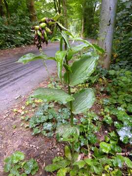 Image of Broad-leaved Helleborine