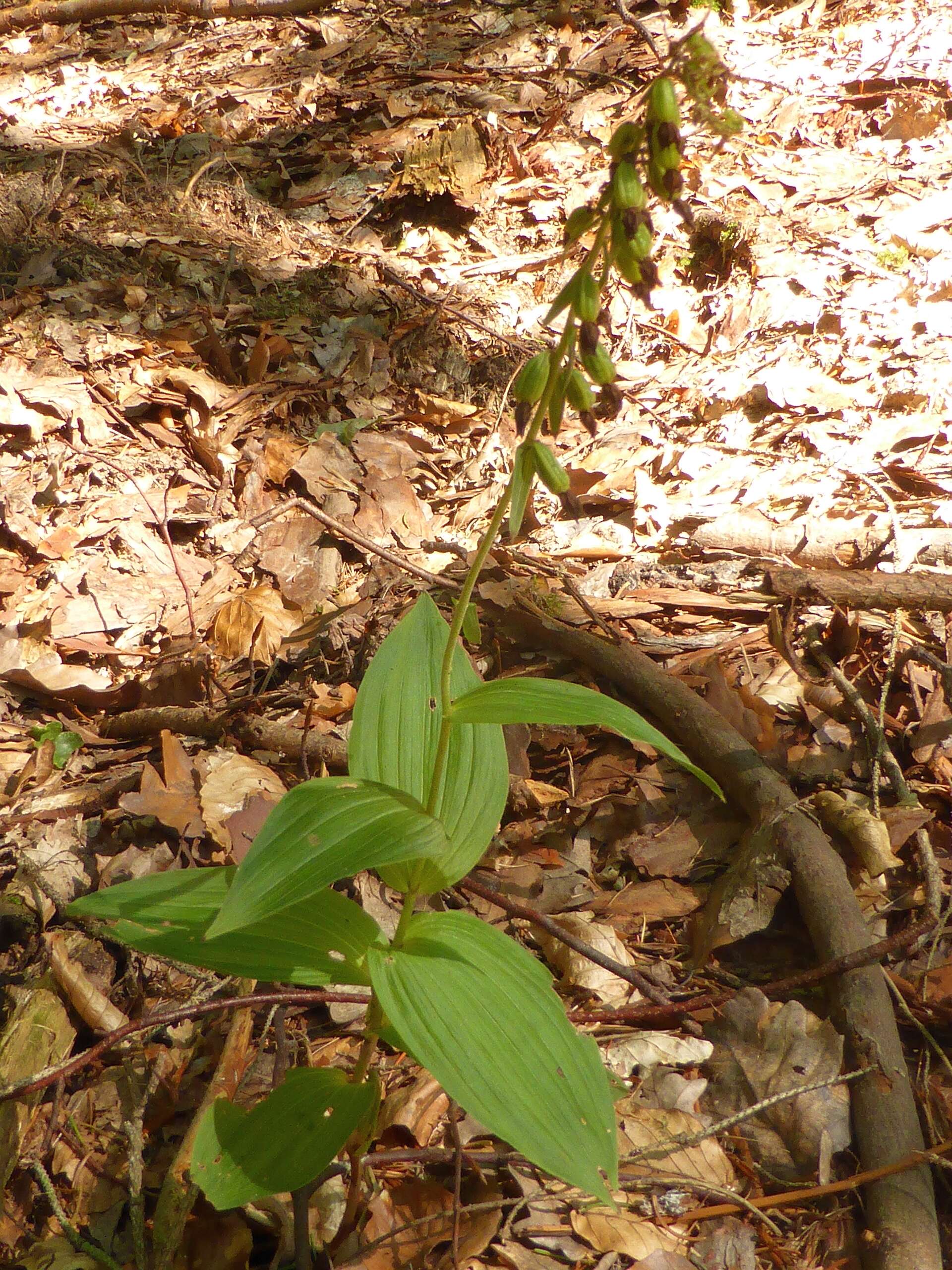 Image of Broad-leaved Helleborine