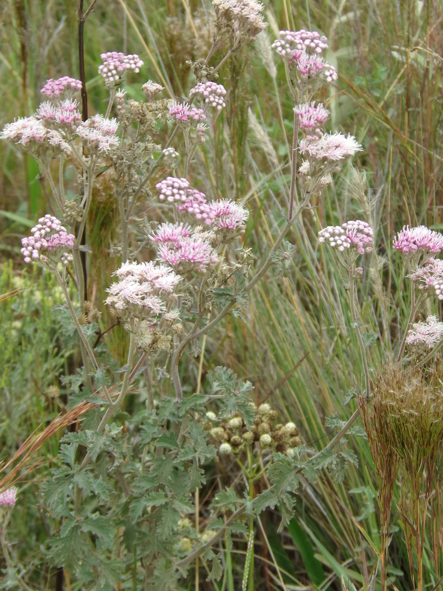 Image of Gyptis artemisifolia (Griseb.) R. King & H. Rob.