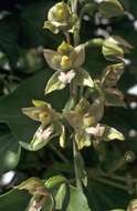 Image of Broad-leaved Helleborine