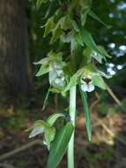 Imagem de Epipactis helleborine (L.) Crantz