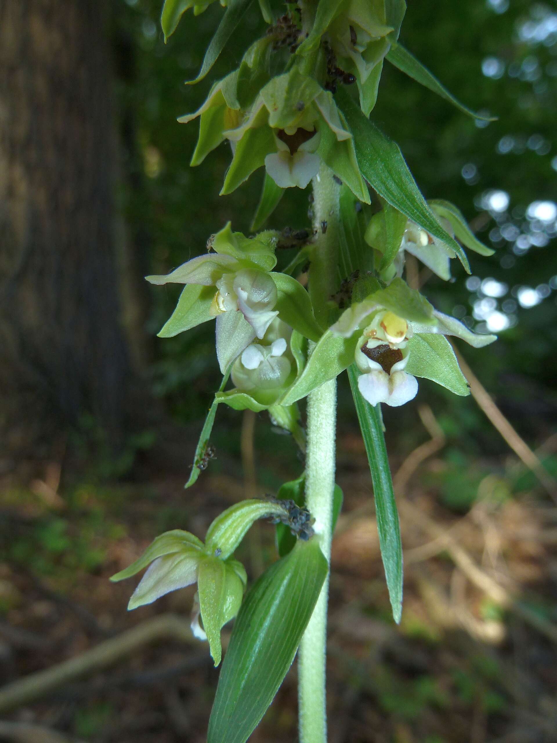 Imagem de Epipactis helleborine (L.) Crantz