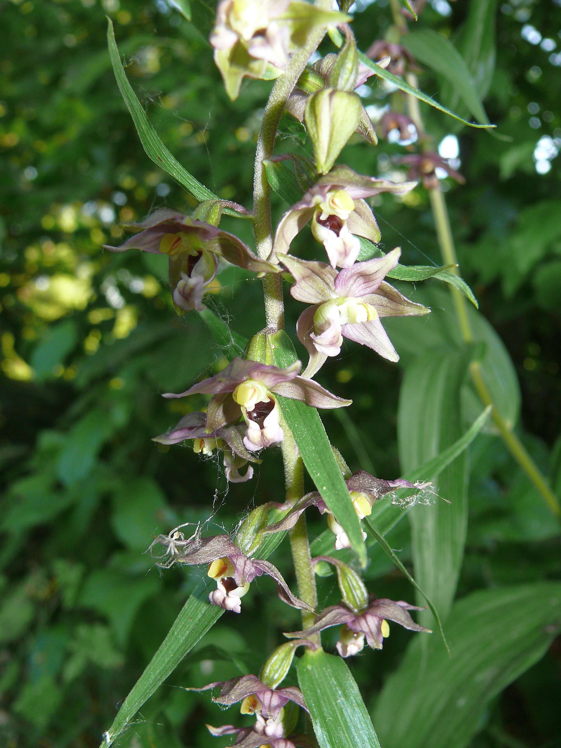 Image of Broad-leaved Helleborine