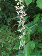 Image of Broad-leaved Helleborine