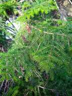 Image of Caucasian Spruce