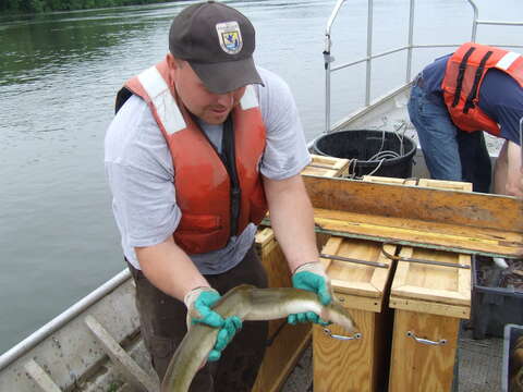 Image of American Eel