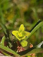 Kedrostis capensis (Sond.) A. Meeuse resmi