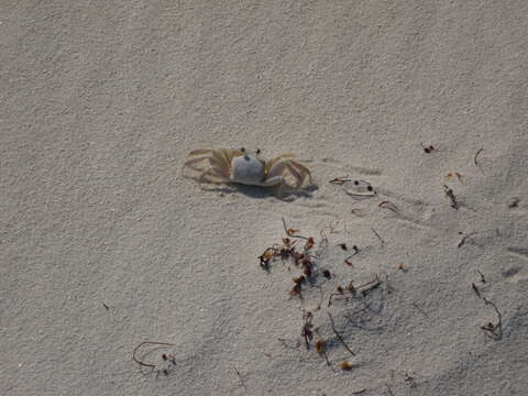 Image of Atlantic Ghost Crab