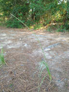 Image of Long-Spike Fluff Grass