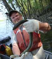 Image of American Eel