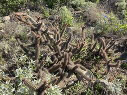 Imagem de Cylindropuntia santamaria (E. M. Baxter) Rebman