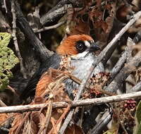 Image of Apurimac Brush Finch