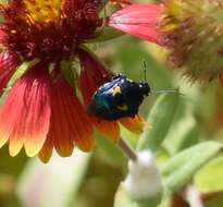 Image of Anchor Stink Bug