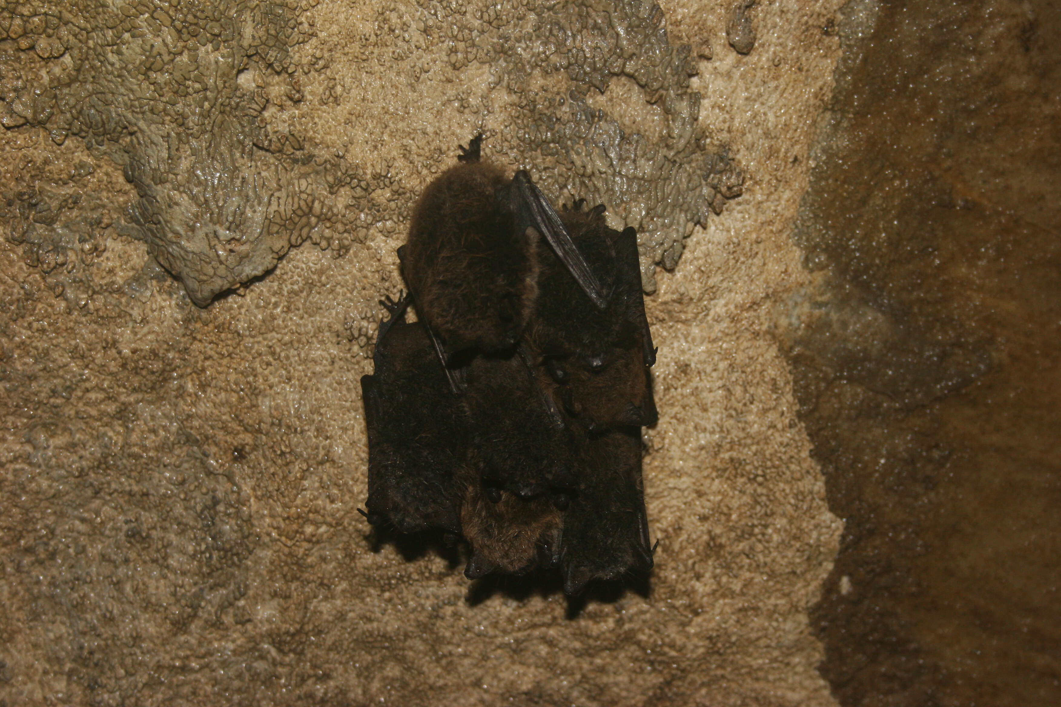 Image of little brown bat