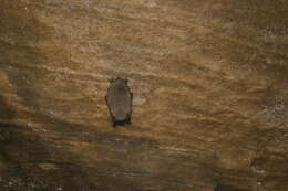 Image of little brown bat