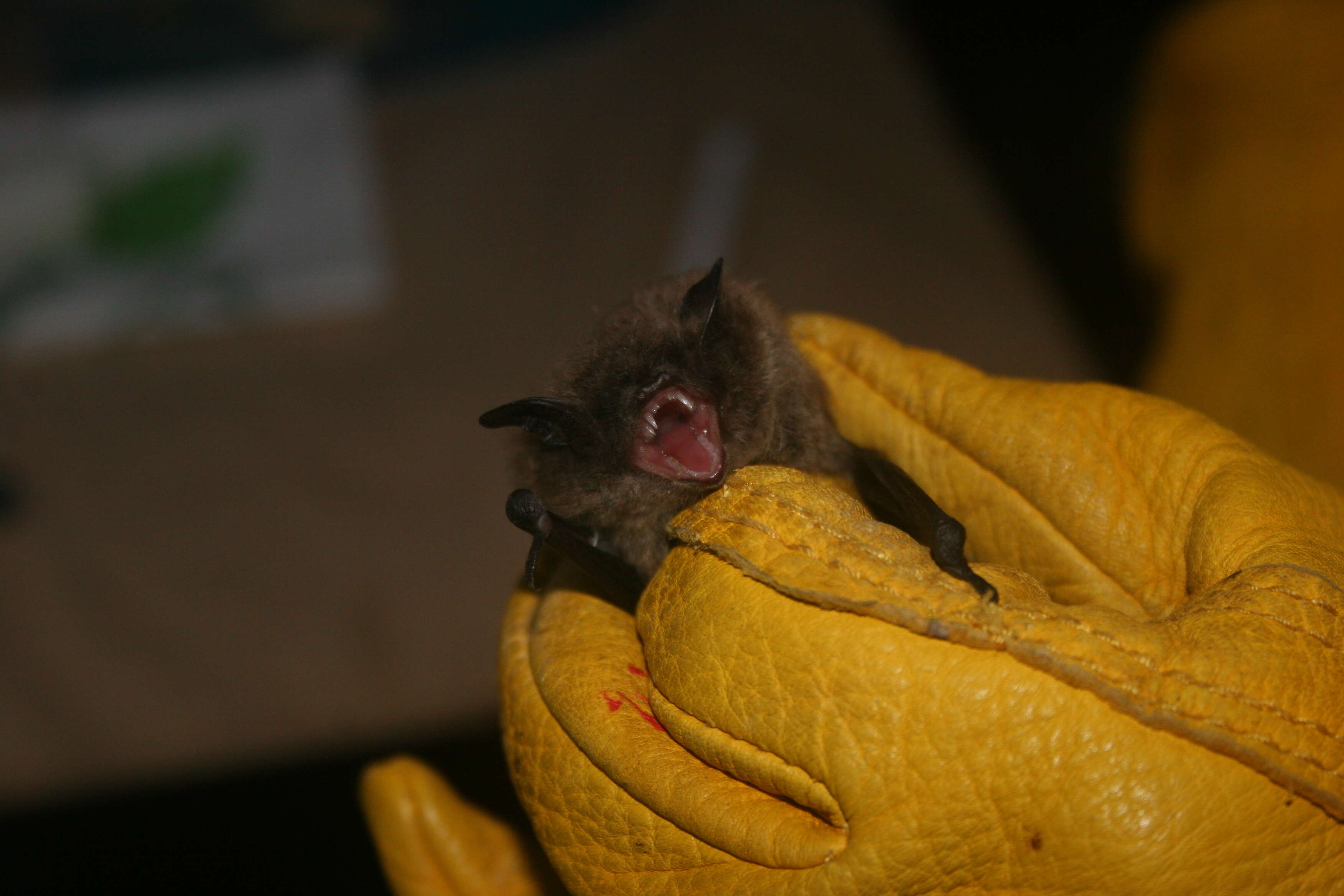 Image of Northern Long-Eared Bat