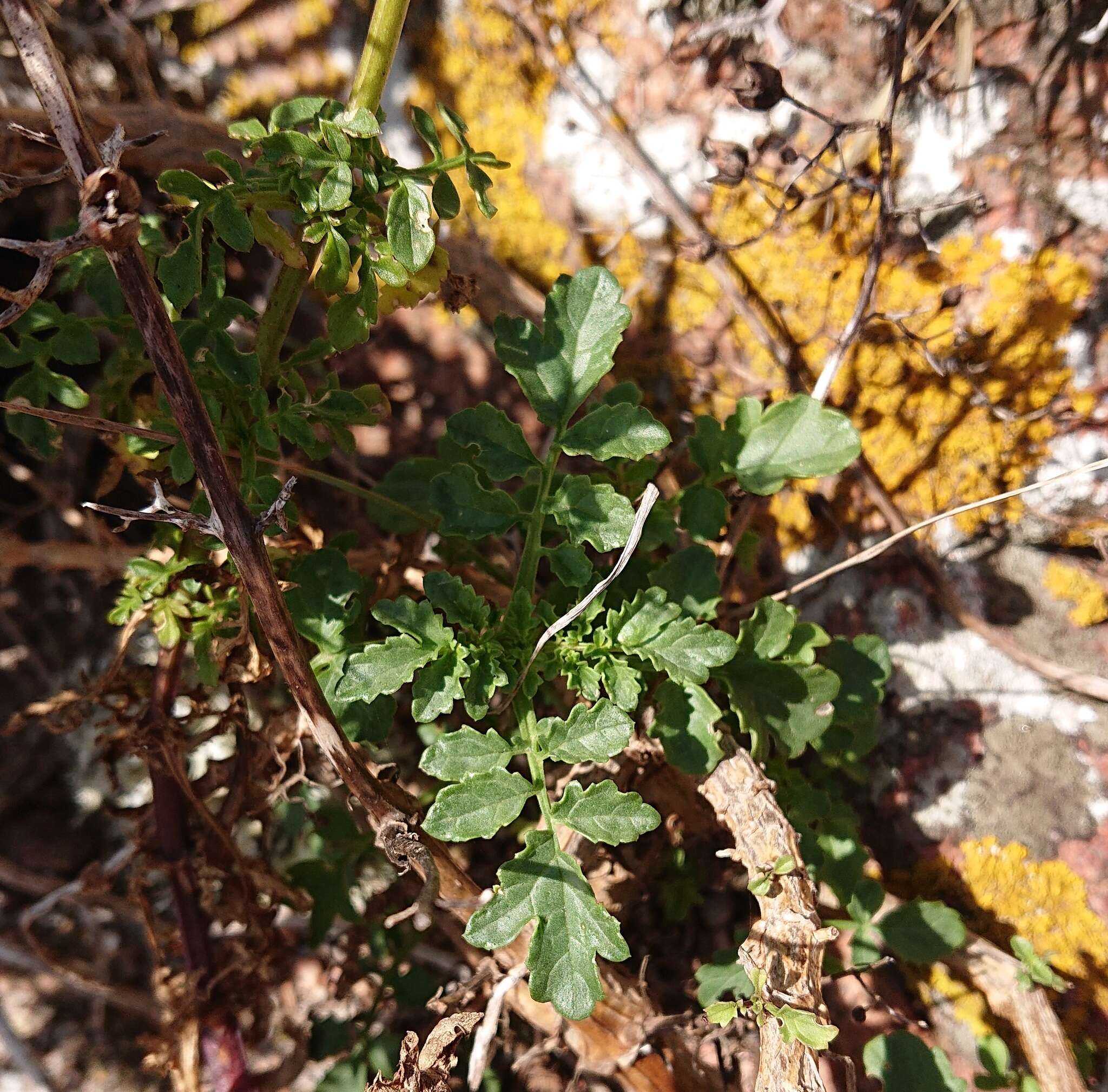 Image de Scrophularia sublyrata Brot.