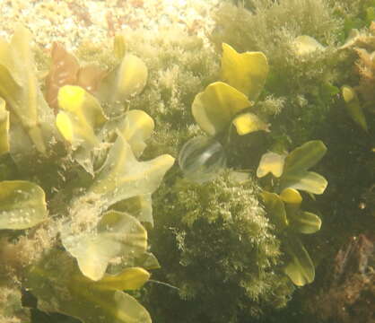 Image of Pacific sea gooseberry