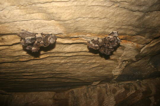 Image of little brown bat