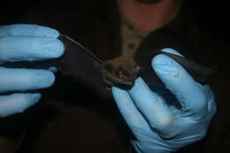 Image of little brown bat