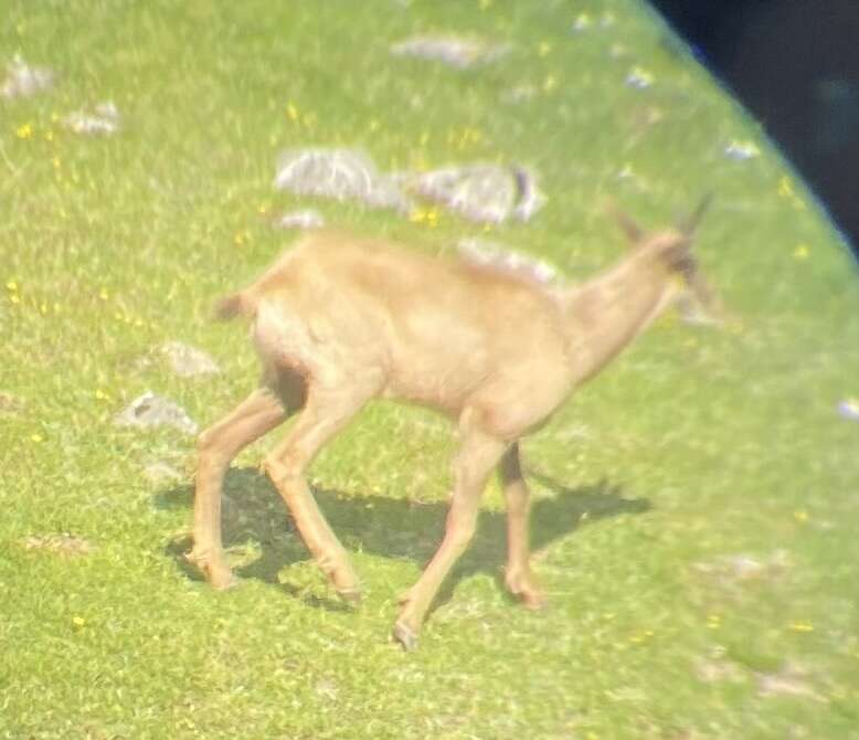 Image of Abruzzo Chamois