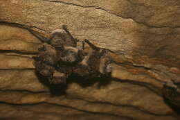 Imagem de Myotis lucifugus (Le Conte 1831)