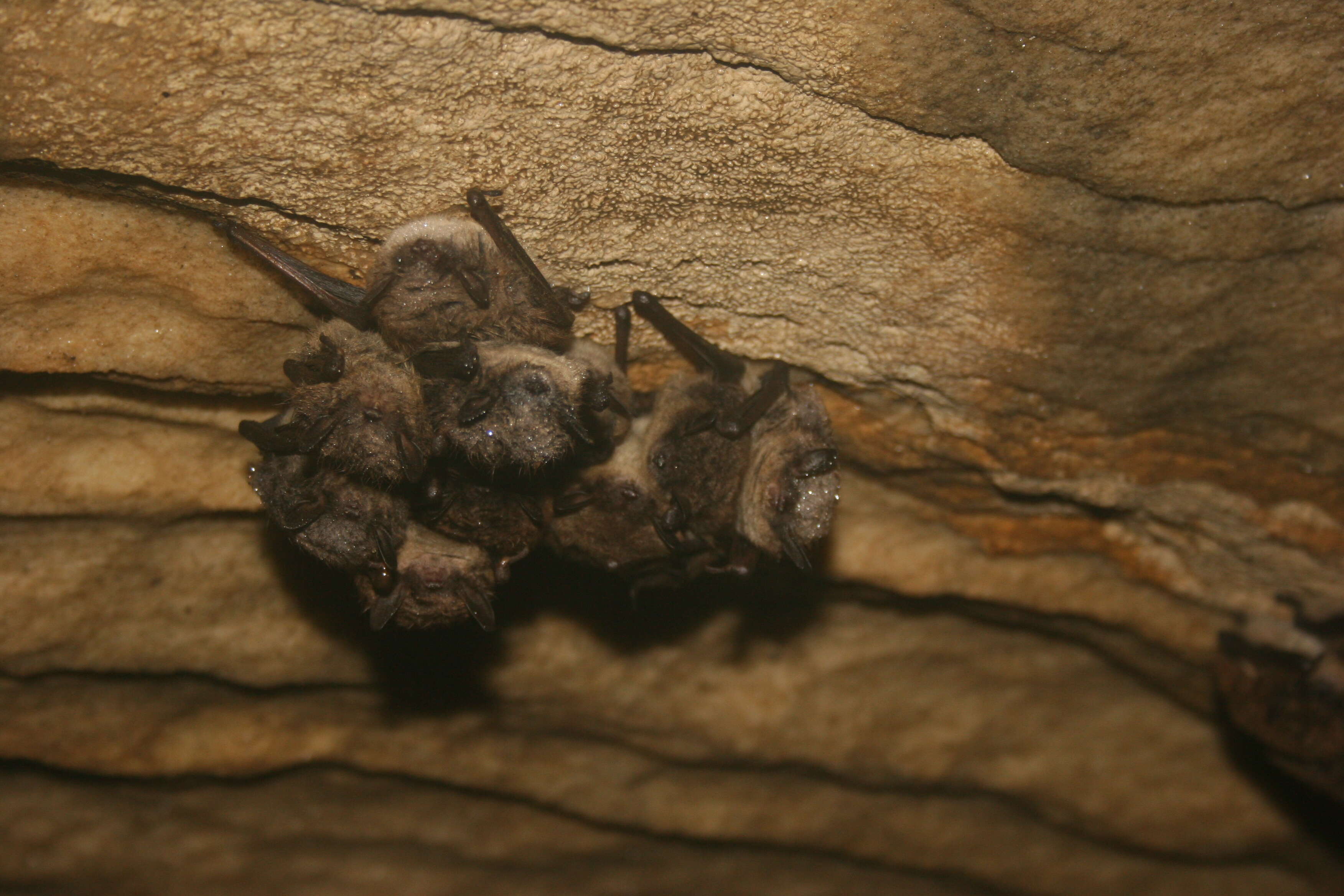 Image of little brown bat