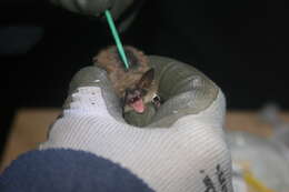 Image of little brown bat